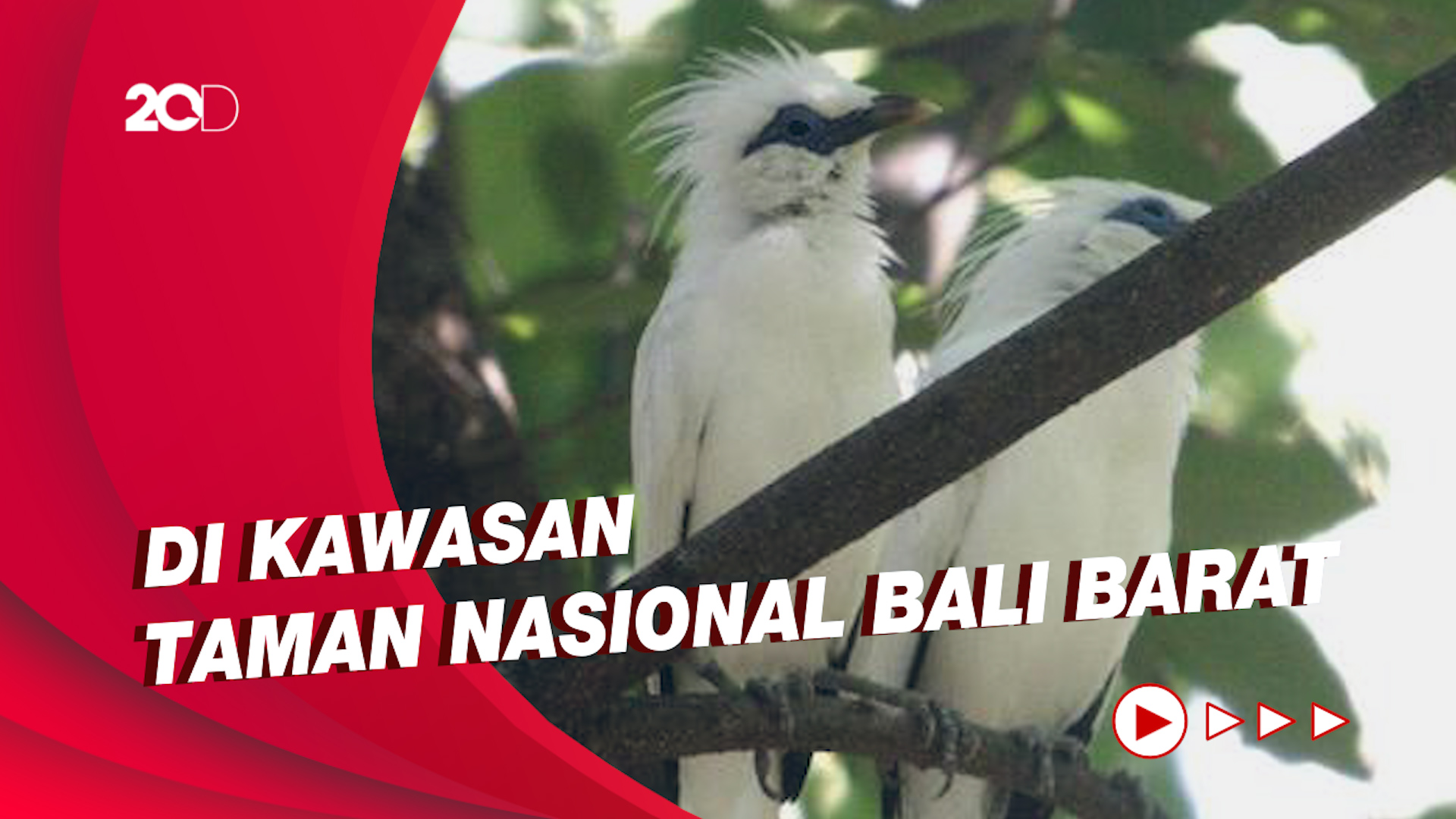 Jalak Bali Burung Endemik Bali Yang Terancam Punah