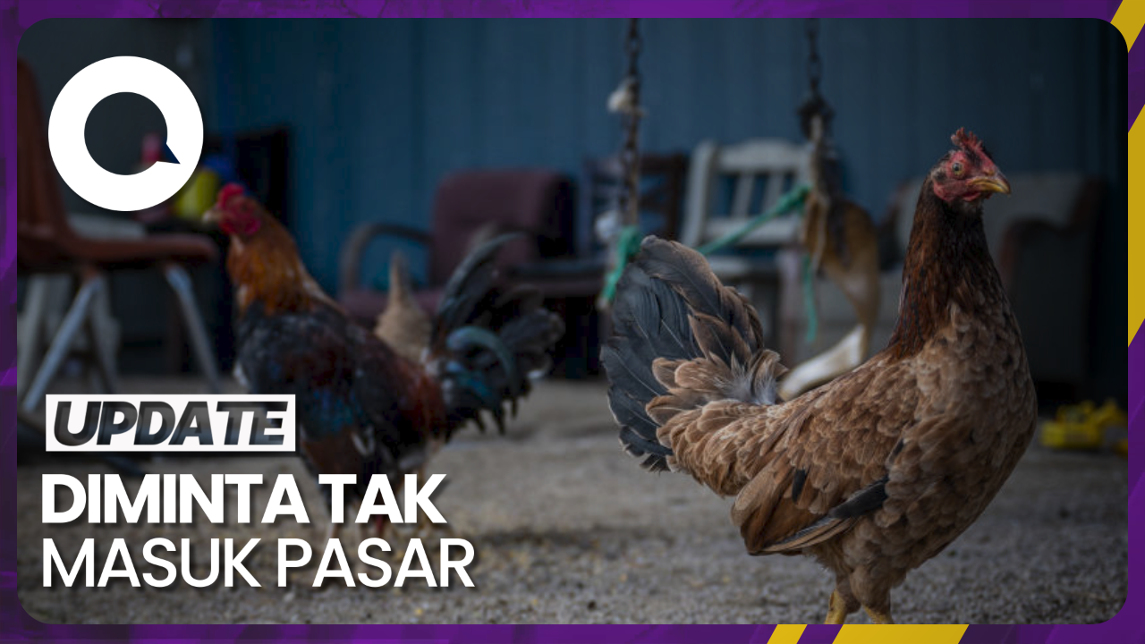 Laporan Kasus Baru Flu Burung H5N6 Di China