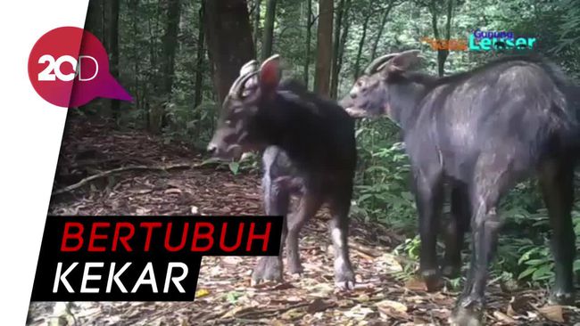 Video Langka  Sepasang Kambing Hutan Sumatera di  Gunung  Leuser 