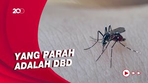 Memahami Perbedaan Demam Dengue dengan DBD