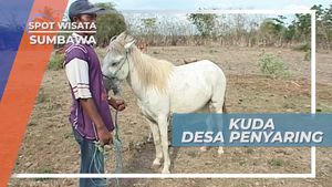 Berkunjung ke Desa Penyaring Sumbawa, Mencoba Memeras Susu Kuda Liar