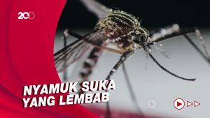 Waspada Nyamuk Penyebab DBD Berkembang Biak Usai Musim Hujan