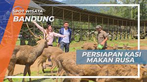 Ranca Upas, Bersiap Memberi Makan Rusa di Bumi Perkemahan, Bandung