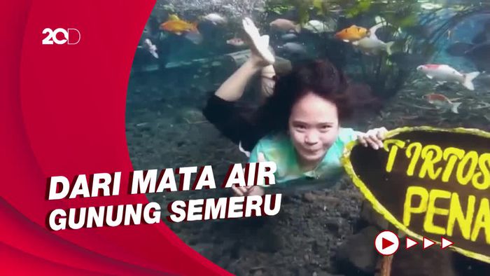 Serunya Main Air Sambil Swafoto Bareng Ikan di Lumajang
