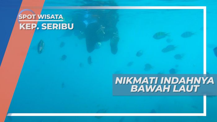 Snorkeling, Mengintip Surga Bawah Laut Pulau Macan yang Memukau, Kepulauan Seribu