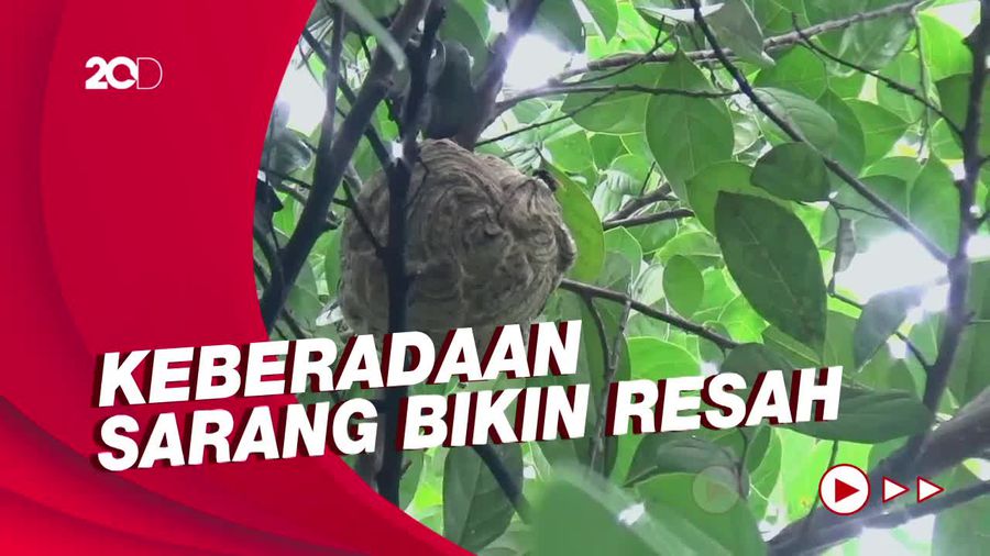 Melihat Pemusnahan Sarang Tawon Vespa di Parepare!