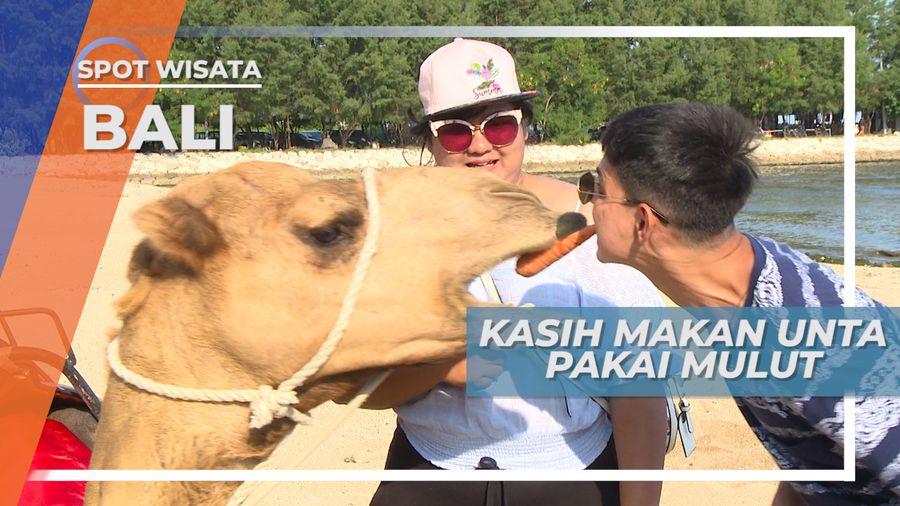 Tantangan Seru Bersama Unta di Tepi Pantai Bali
