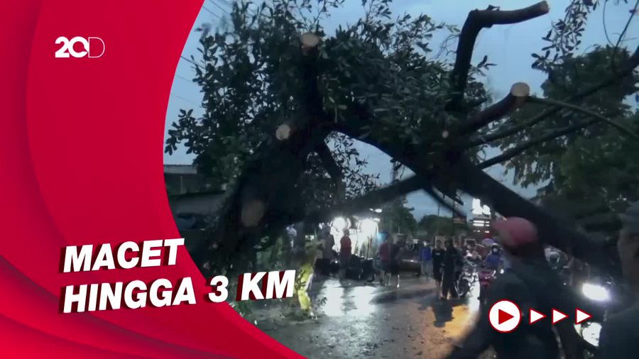 Pohon Tumbang Tutup Jalur Purwakarta-Subang, Macet Panjang Terjadi