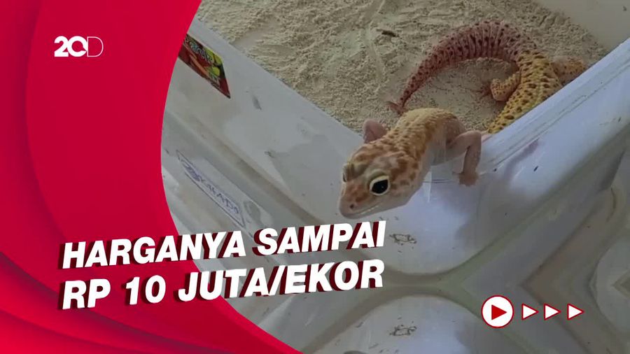 Bisnis Tokek Moncer Kala Pandemi, Cuan Puluhan Juta Rupiah per Bulan
