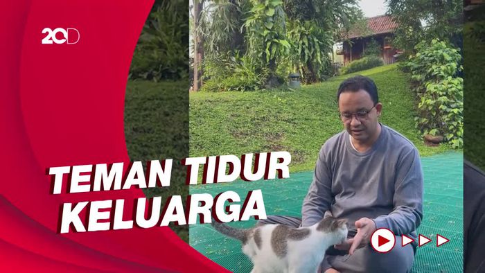Ini Lego, Kucing Anies yang Hanya Memiliki Tiga Kaki