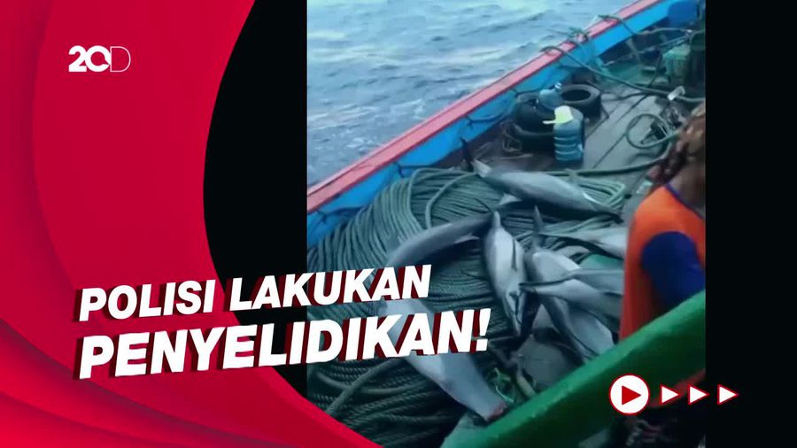 Viral Penampakan 7 Lumba-lumba Terkulai di Atas Dek Kapal Nelayan Pacitan