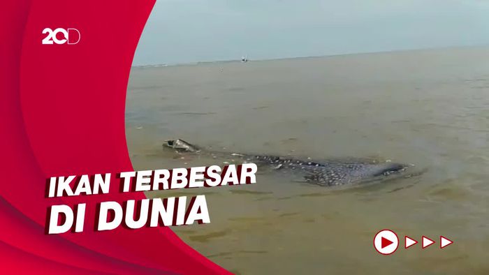 Penampakan Puluhan Ekor Hiu Tutul Temani Nelayan di Probolinggo