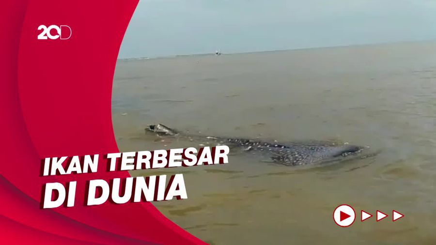 Penampakan Puluhan Ekor Hiu Tutul Temani Nelayan di Probolinggo