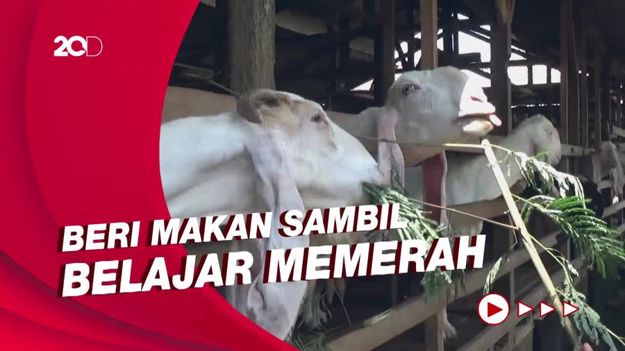 Seru! Berwisata Sambil Belajar di Peternakan Kambing Lereng Semeru 