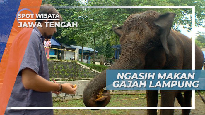 Memberi Makan Gajah Lampung di Taman Bunga Pekalongan Jawa Tengah