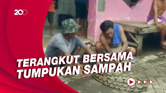 Sanca 3 Meter Tergaruk Ekskavator saat Petugas Bebersih Sungai di Pasuruan