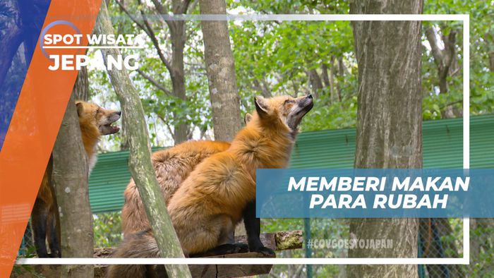 Serunya Memberi Makan Rubah di Penangkaran Zao Fox Village, Jepang