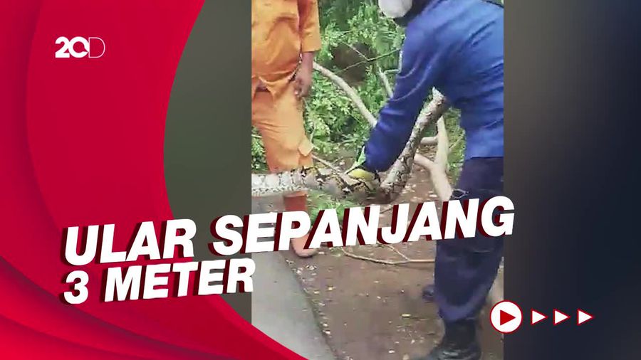 Damkar Jaktim Evakuasi Ular Sanca yang Terjebak di Atas Pohon
