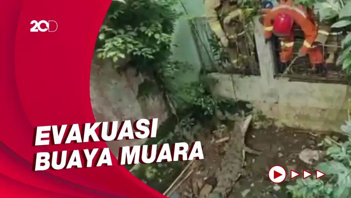 Tak Hanya Ular-Kucing, Petugas Damkar Juga Evakuasi Buaya
