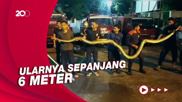 Rumah Warga Parepare Kemasukan Ular Piton Raksasa, Begini Penampakannya!