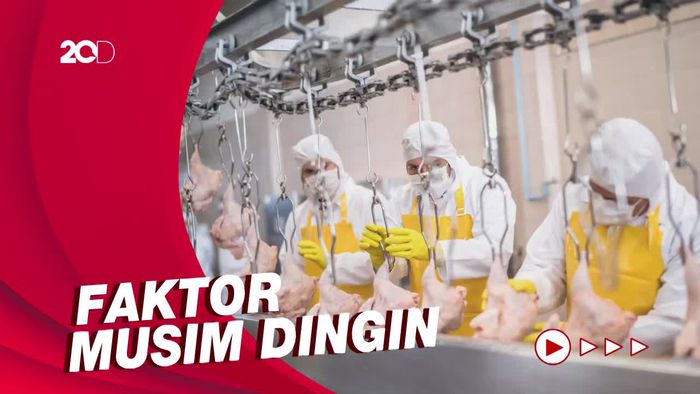 Tak Hanya Covid-19, Flu Burung Juga Serang Korea Selatan