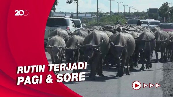 Kawanan Kerbau Bikin Pengendara Jalan Terhambat