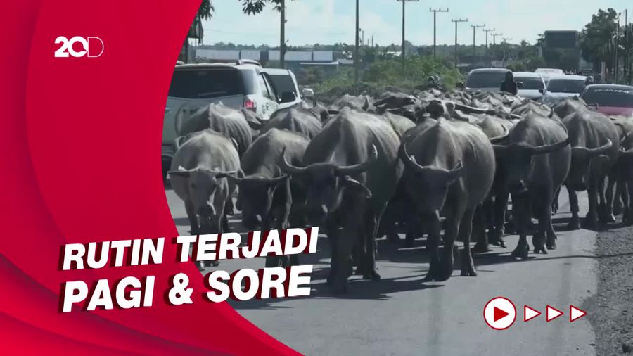 Kawanan Kerbau Bikin Pengendara Jalan Terhambat