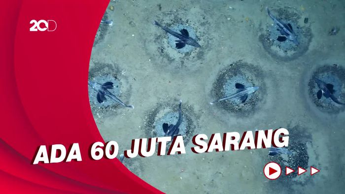 Penampakan Jutaan Sarang Ikan Aneh di Dasar Laut Antartika