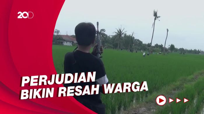 Dor! Detik-detik Penggerebekan Judi Sabung Ayam, Pelaku Ngacir ke Sawah