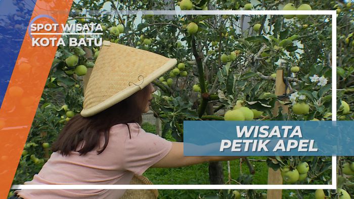 Serunya Memetik Buah Apel Langsung Dari Kebunnya, Malang