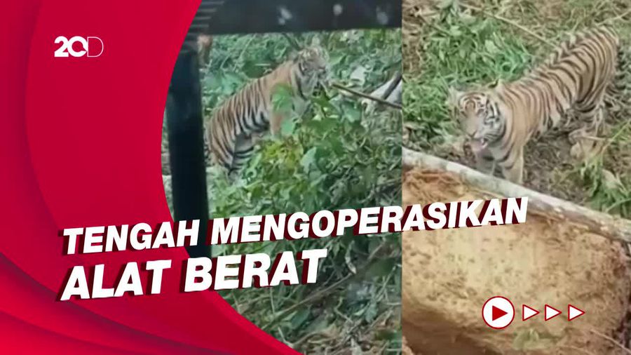 Geger! Harimau Muncul saat Pekerja Perkebunan Tengah Buka Lahan di Sumbar