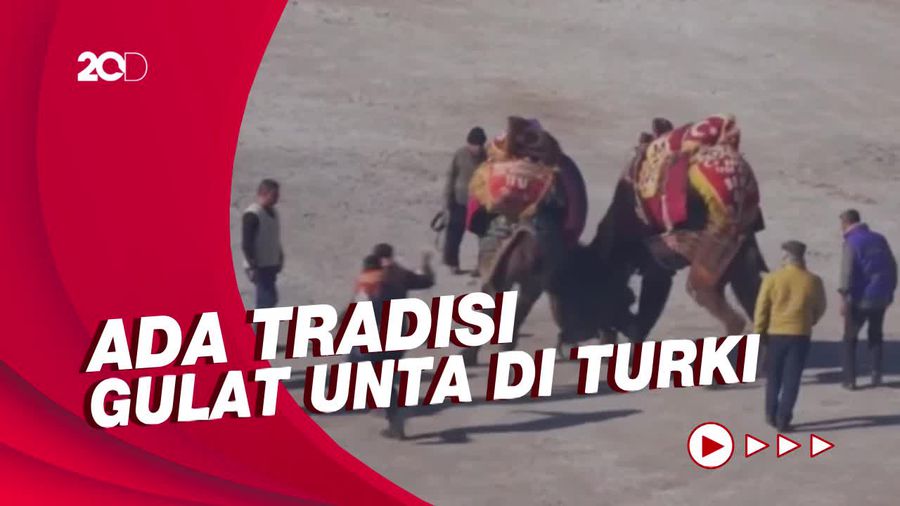 Ada Tradisi Gulat Unta di Turki