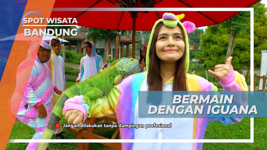 Berfoto dengan Exotic-Pet, si Kadal Hijau Raksasa di Wahana Fauna Ciwidey Bandung