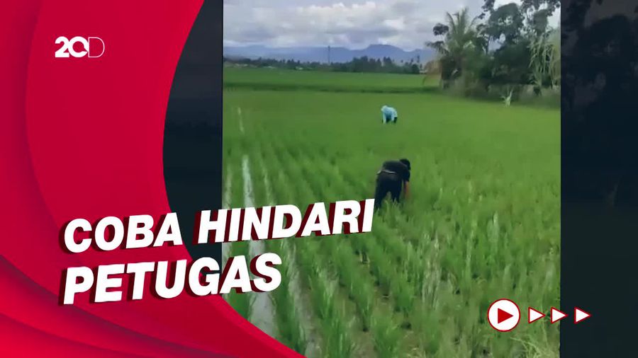Takut Ditilang, Pemuda Gorontalo Nyebur ke Sawah & Pura-pura Cabut Rumput