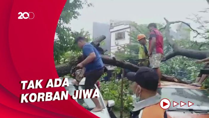 Makassar Diterjang Hujan dan Angin Kencang, Pohon Tumbang Timpa 3 Mobil