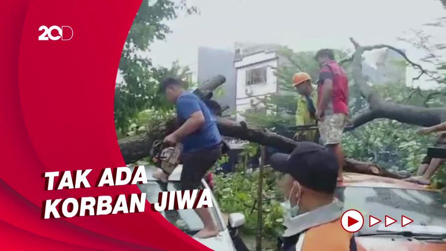 Makassar Diterjang Hujan dan Angin Kencang, Pohon Tumbang Timpa 3 Mobil