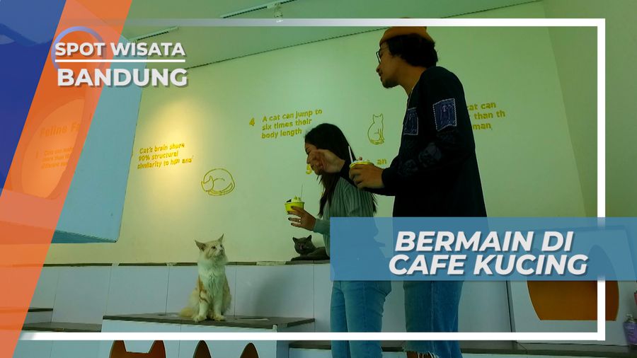 Kucing dan Gelato, Kombinasi Unik Kota Bandung dalam Satu Cafe