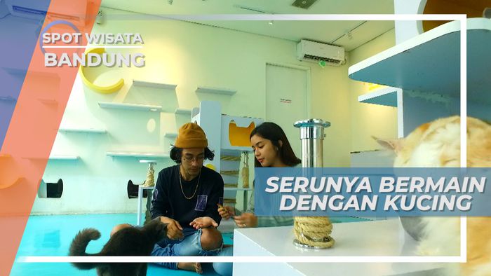 Nikmatnya Gelato Bersama Kucing Gemes di Cafe Jalan Sukajadi Bandung