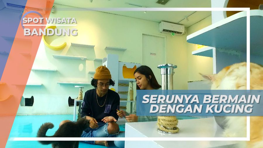 Nikmatnya Gelato Bersama Kucing Gemes di Cafe Jalan Sukajadi Bandung