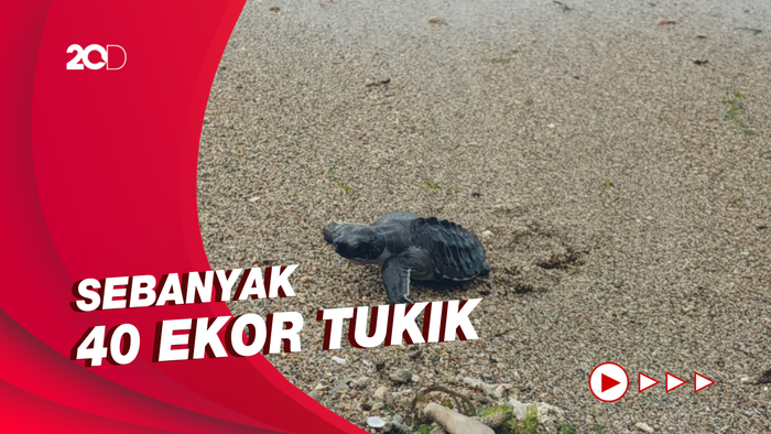 Melihat Momen Pelepasliaran Anak Penyu di Pantai Bali