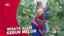 Sensasi Petik Melon Langsung di Green House Tasikmalaya