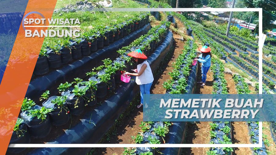Serunya Memetik Buah Strawberry Langsung dari Pohonnya, Bandung