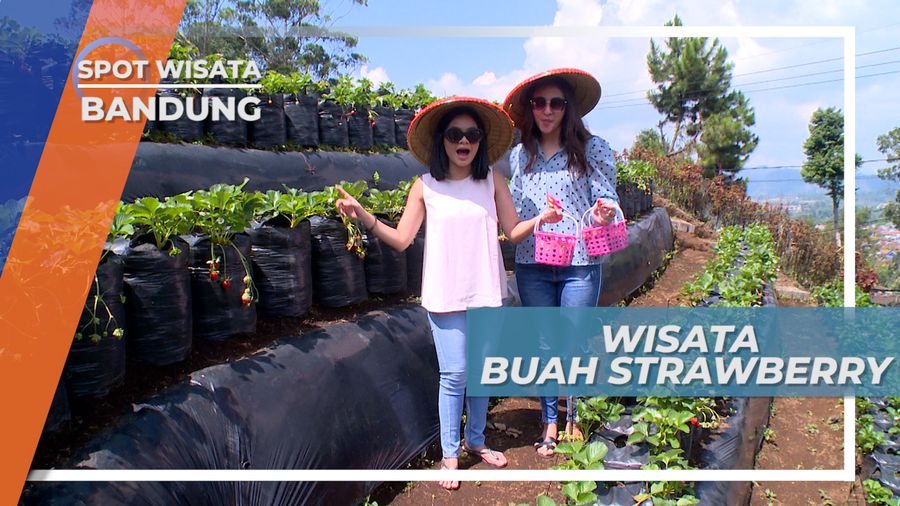 Asam Manis Sibuah Mungil yang Fresh Kaya Vitamin, Bandung 