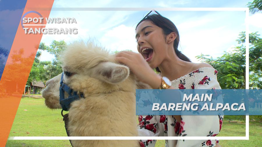 Berinteraksi Langsung Dengan Alpaka, Binatang Lucu dan Nggemesin, Tangerang