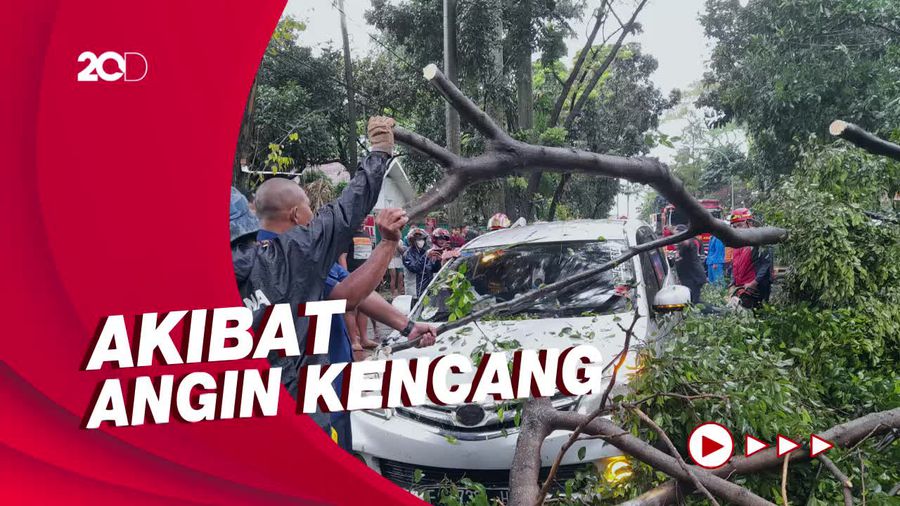 Pohon Tumbang di Bogor Timpa Mobil dan Motor yang Melintas