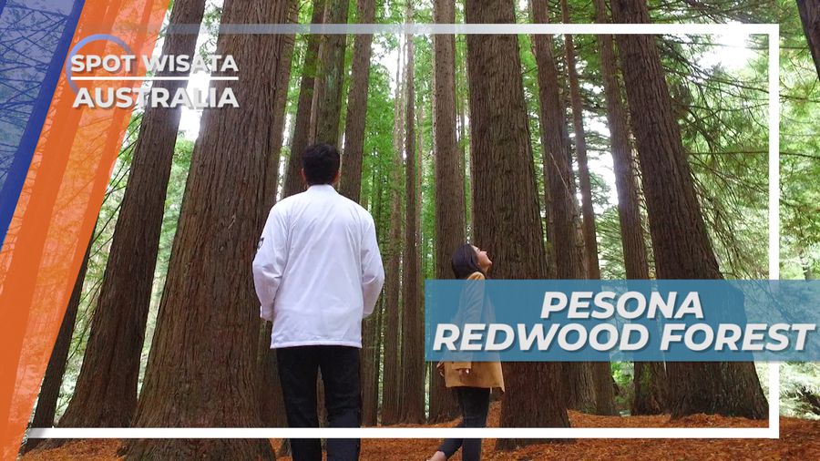 Redwood Forest, Sejuknya Berada di Hutan Dengan Pepohonan yang Super Tinggi, Australia