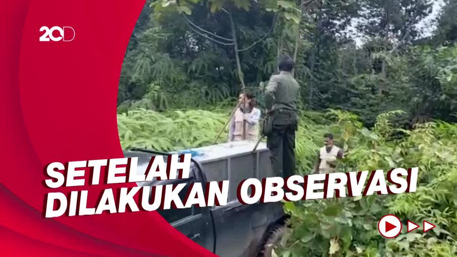 Momen Pelepasliaran Beruang Madu yang Terkena Jerat Warga di Sumbar