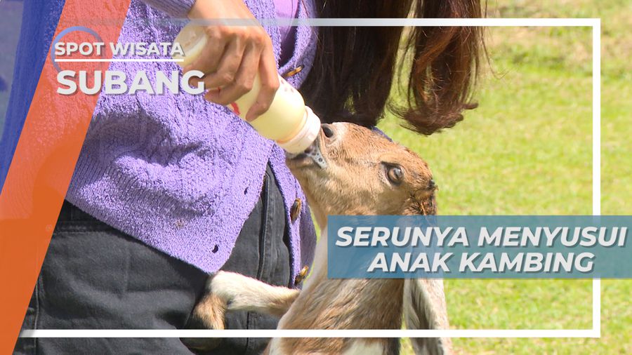Menggemaskan, Memberi Susu Si Anak Kambing nan Lucu di Subang