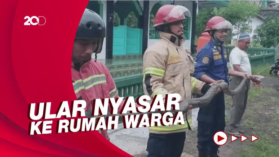 Ngeri! Ular Sanca 3 Meter Dievakuasi di Makassar, Warga Kocar-kacir 