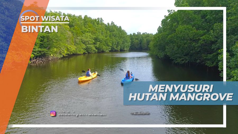 Dayung-dayung Kano Menjelajahi Hutan Mangrove yang Mempesona, Bintan
